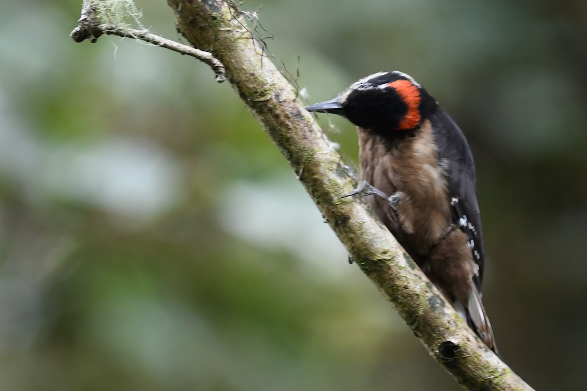 Hairy Woodpecker - Rob Cahill