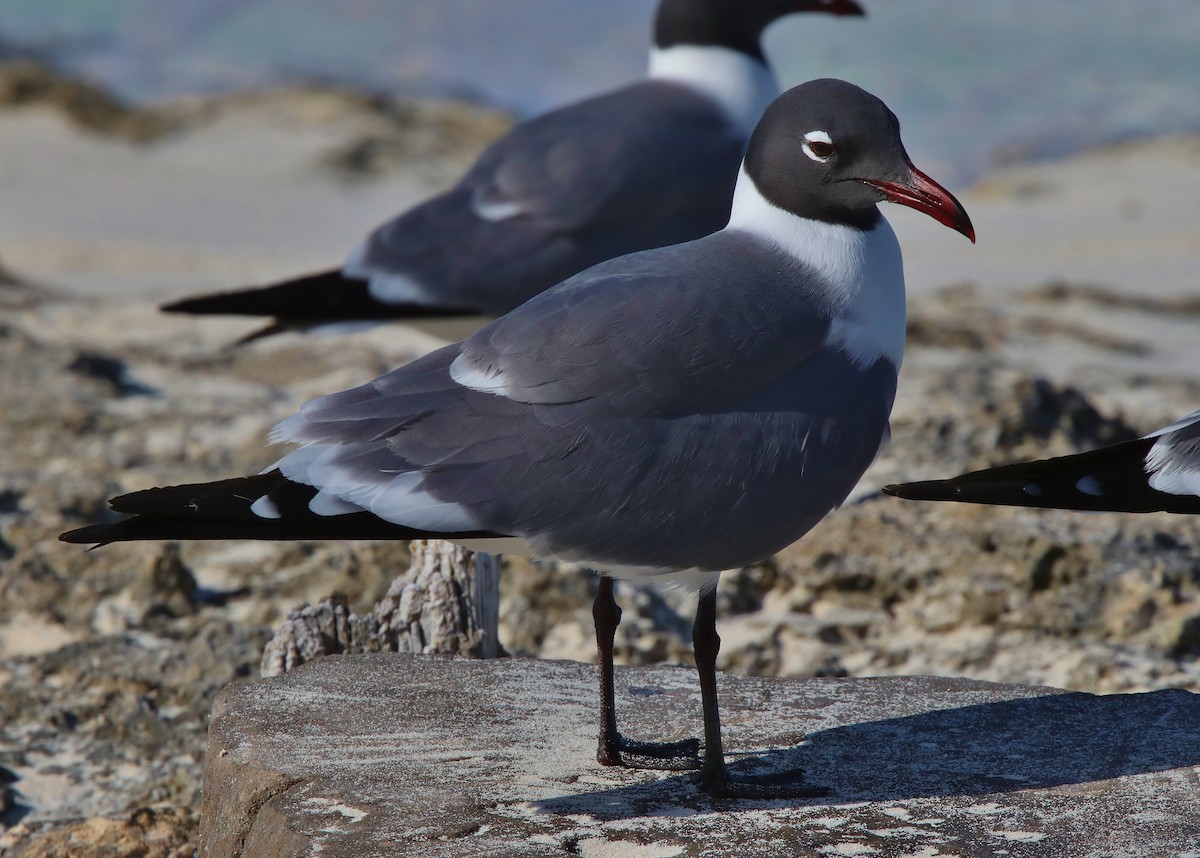 Laughing Gull - Mark Gallagher