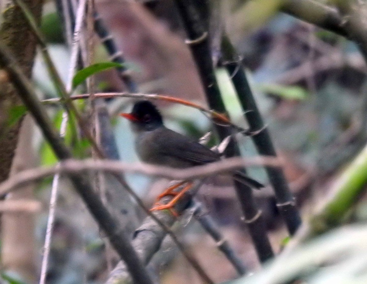 Black-headed Nightingale-Thrush - ML151976441