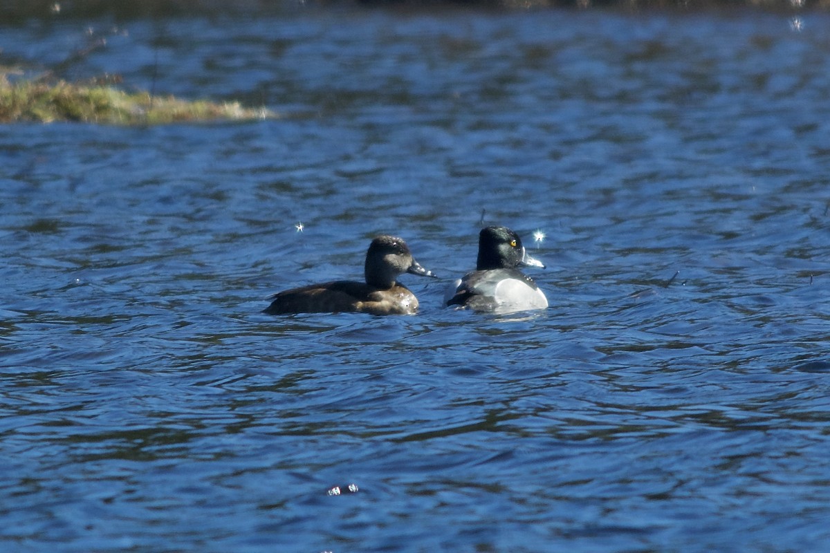 Ring-necked Duck - Levi Burford