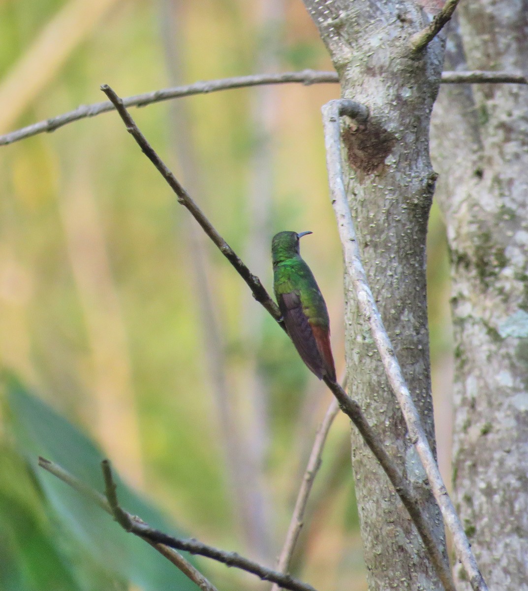 Rufous-tailed Hummingbird - ML151978411