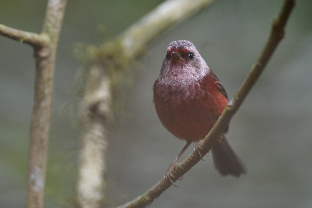 Pink-headed Warbler - ML151979171