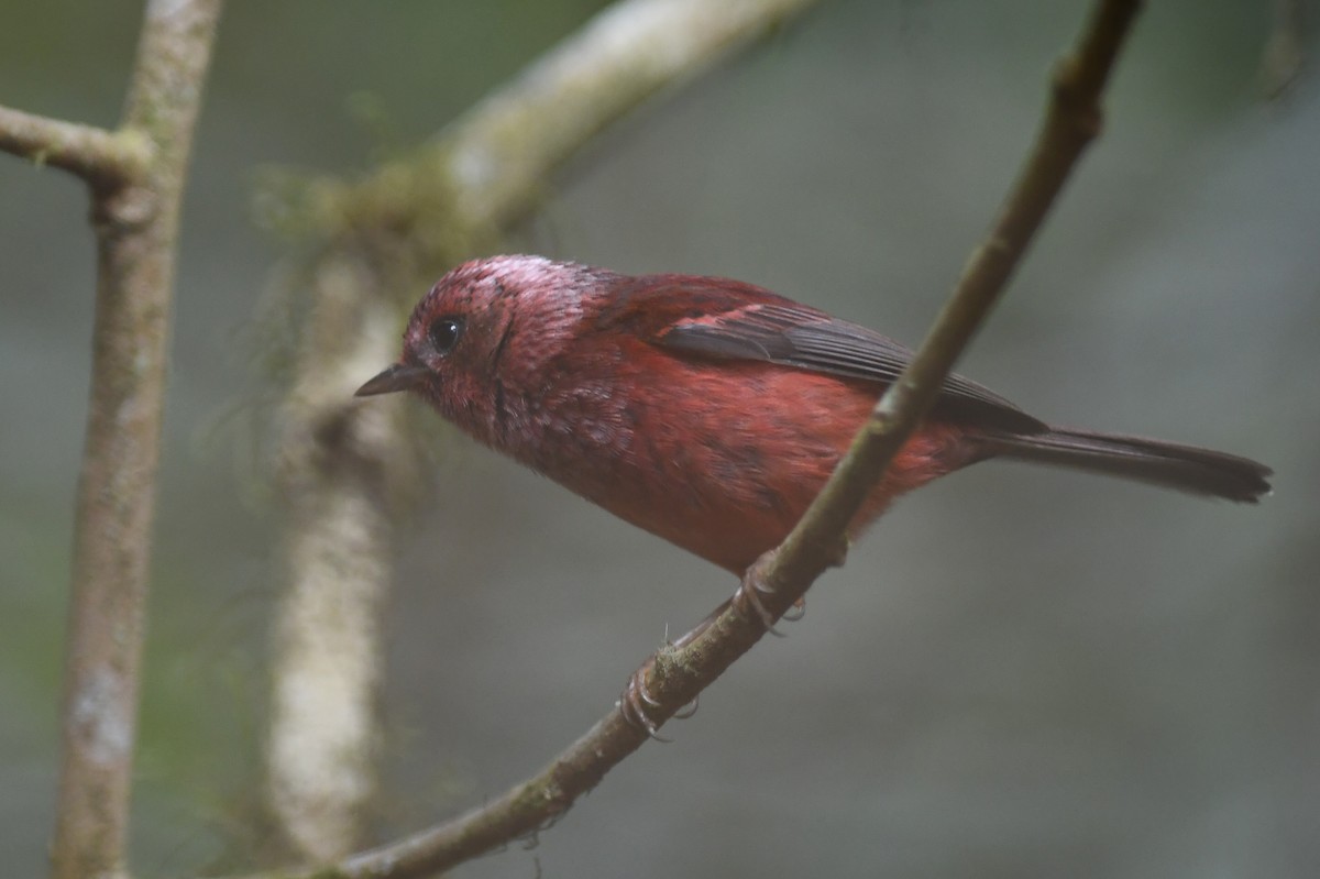 Pink-headed Warbler - ML151979431