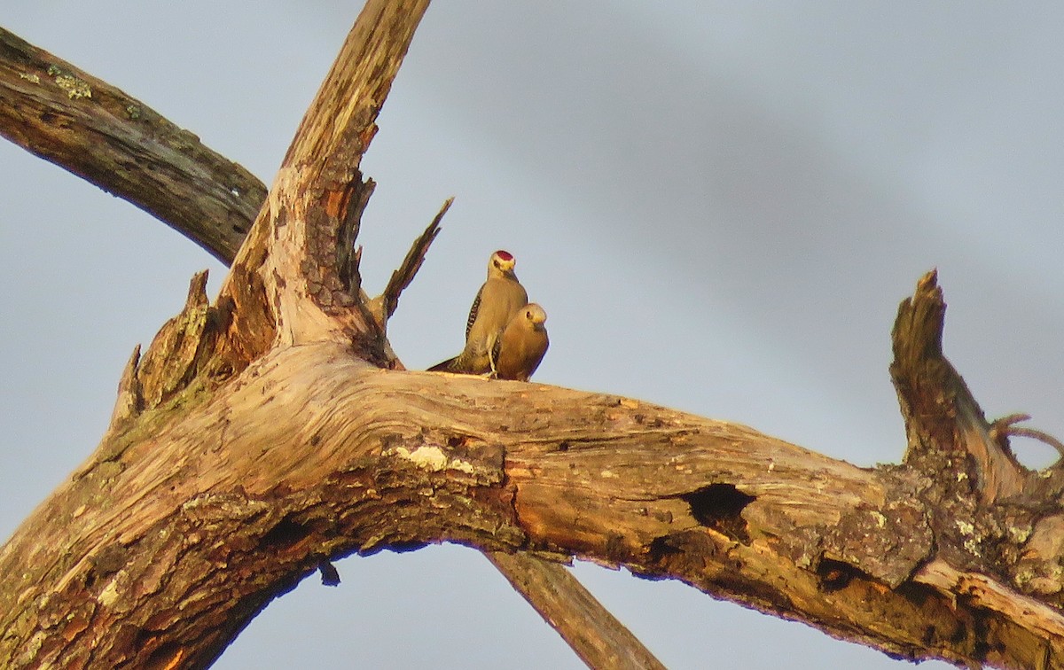 Golden-fronted Woodpecker - ML151979711