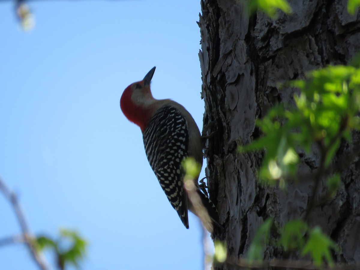 Red-bellied Woodpecker - Hylin Gold