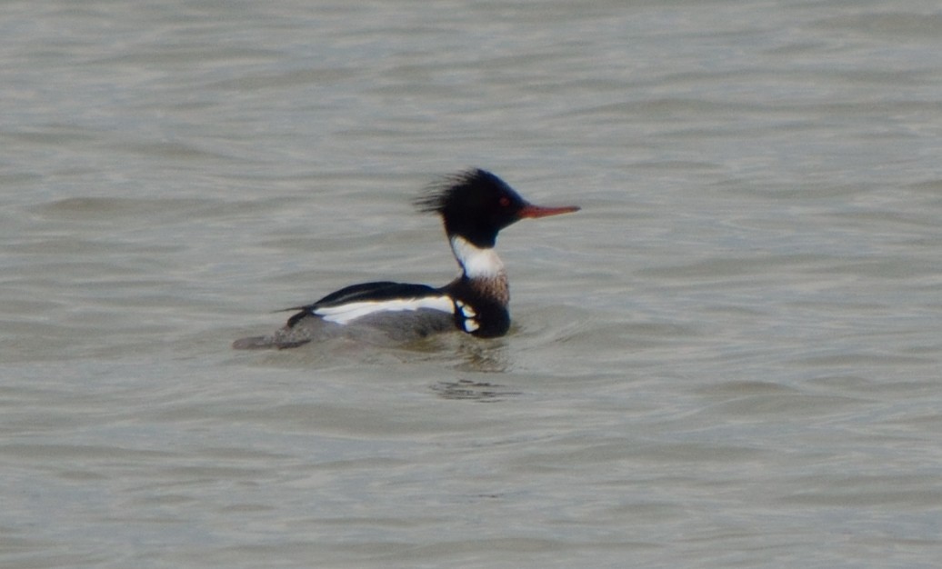 Red-breasted Merganser - Edward Tomes
