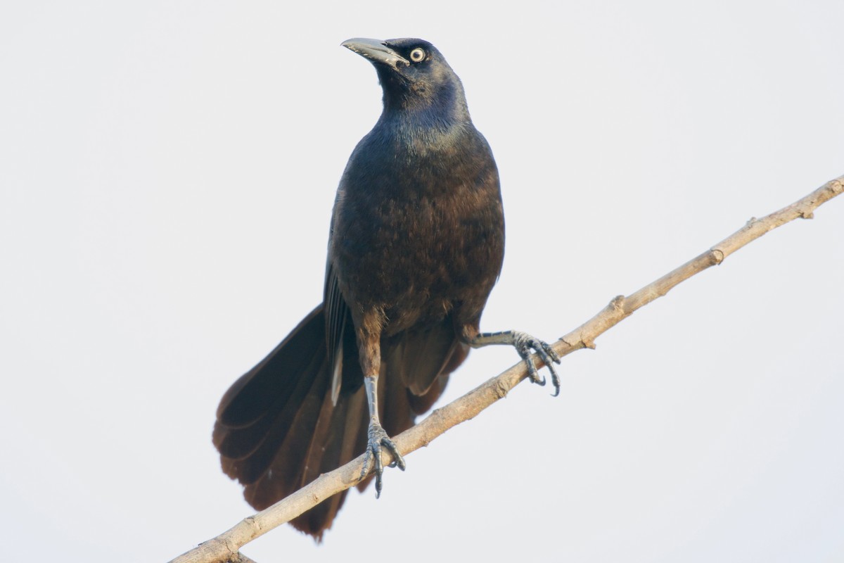 Great-tailed Grackle - Jan Cubilla
