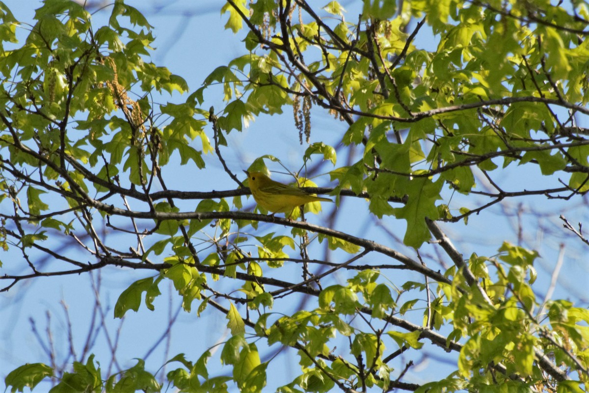 Yellow Warbler - Andrew Lydeard