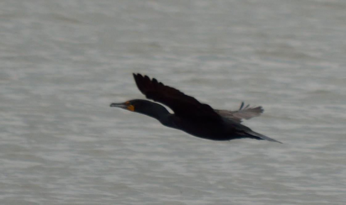 Double-crested Cormorant - Edward Tomes