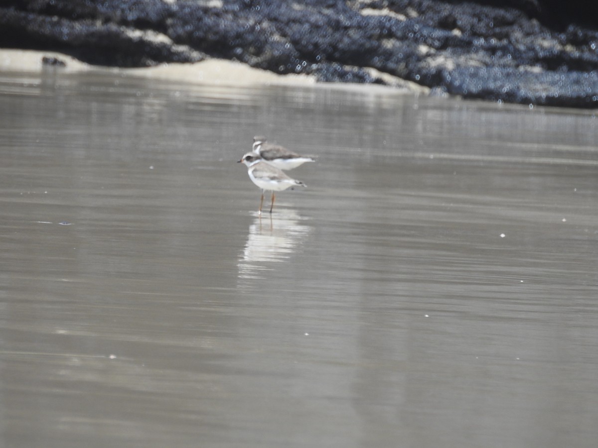 Wilson's Plover - Ted Cable