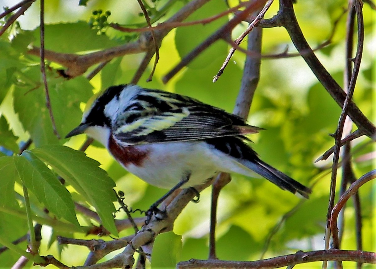 Chestnut-sided Warbler - Theresa Gessing