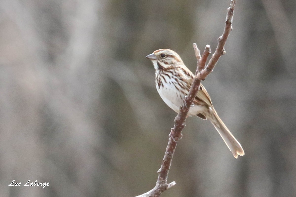 Song Sparrow - Luc Laberge