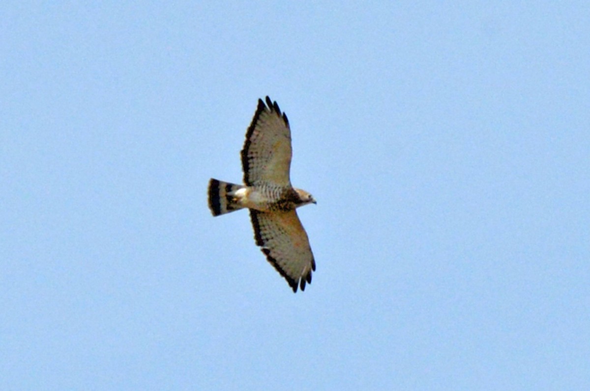 Broad-winged Hawk - ML151983321