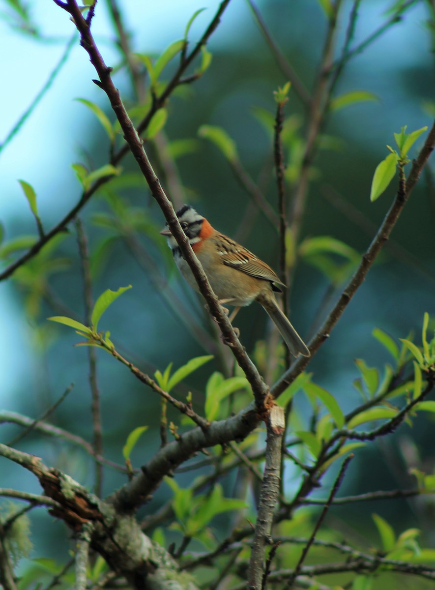Rufous-collared Sparrow - Diana B. Raudales