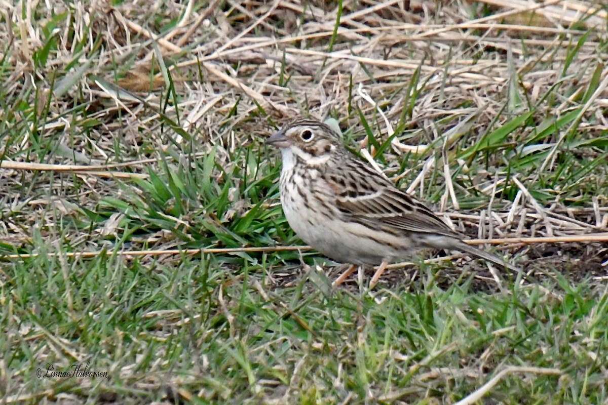 Vesper Sparrow - Linn H