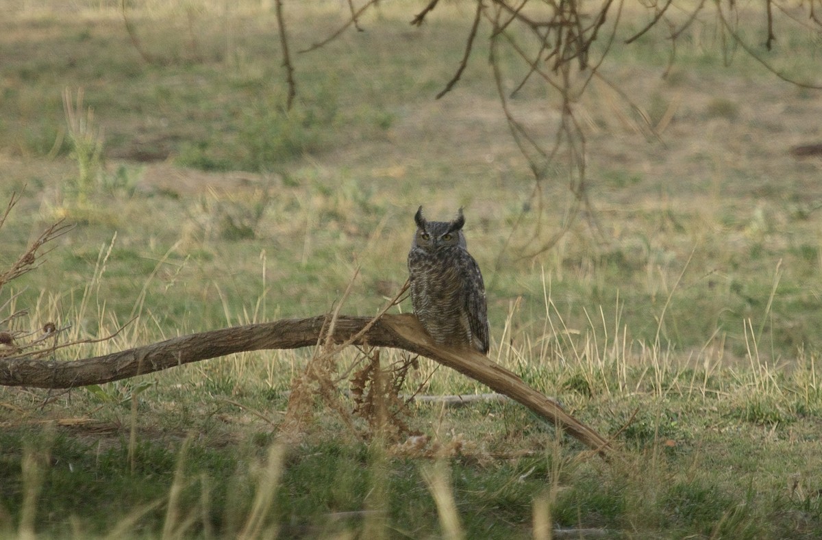 Great Horned Owl - ML151985621