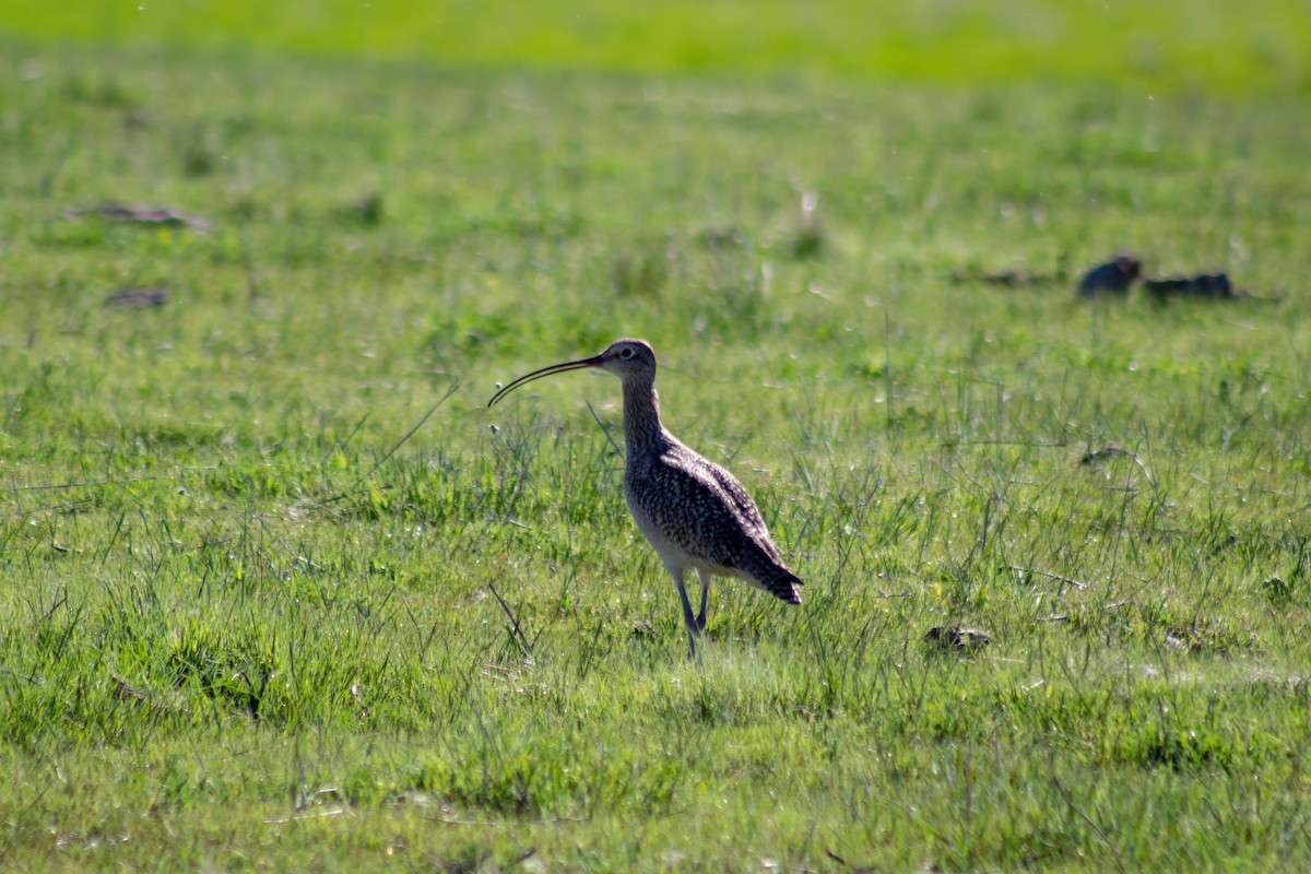 Long-billed Curlew - David Pluth