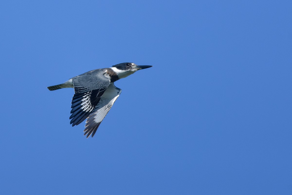 Belted Kingfisher - Daniel Irons