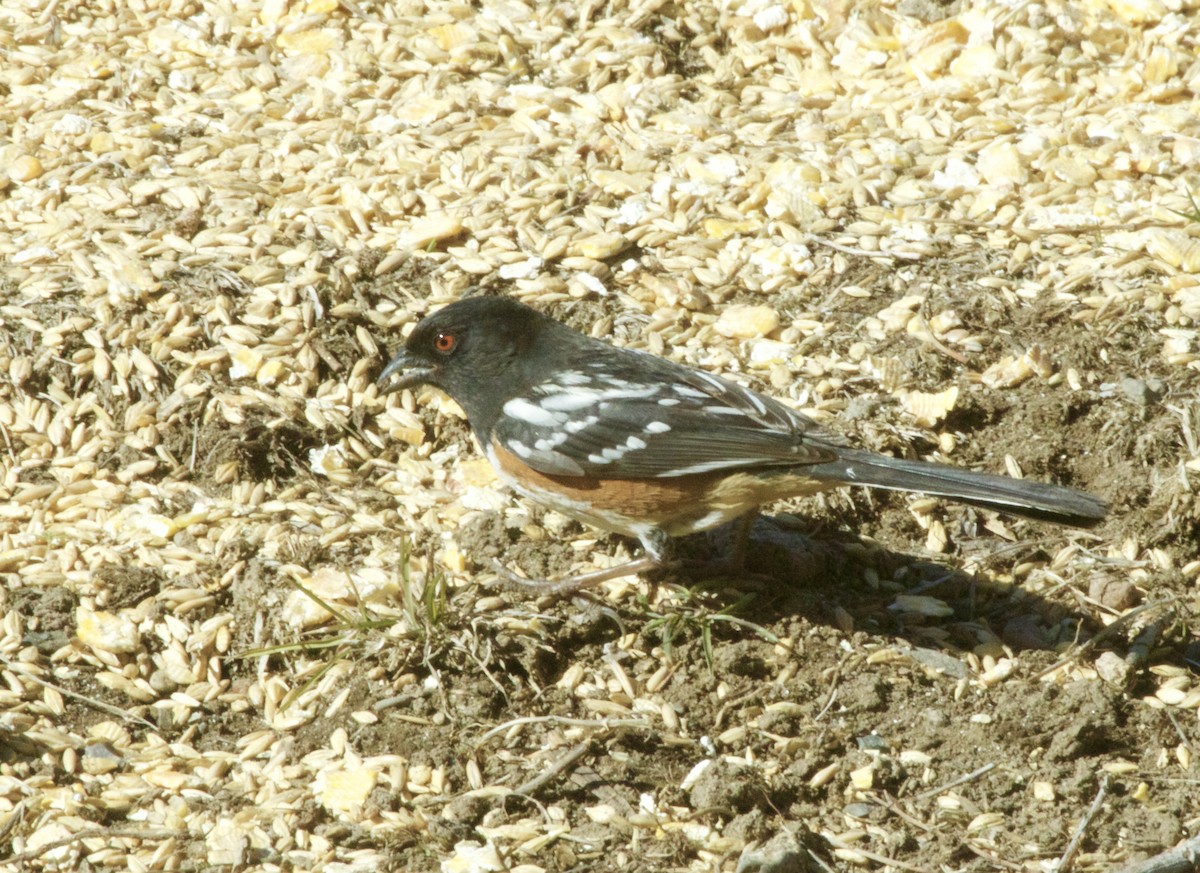 Spotted Towhee - ML151988191