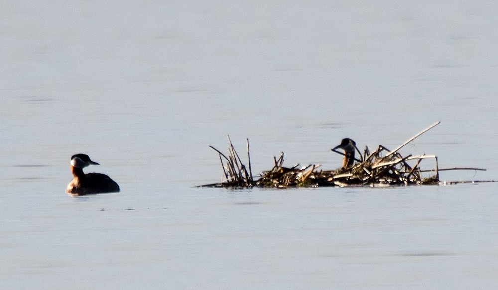 Red-necked Grebe - ML151988261