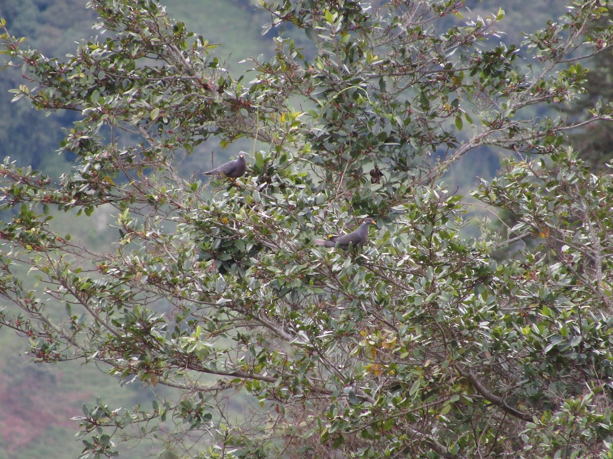 Band-tailed Pigeon - Maira Holguín Ruiz
