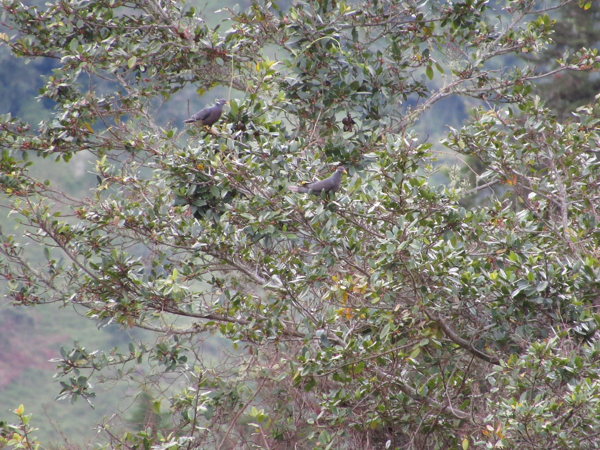 Band-tailed Pigeon - ML151989631