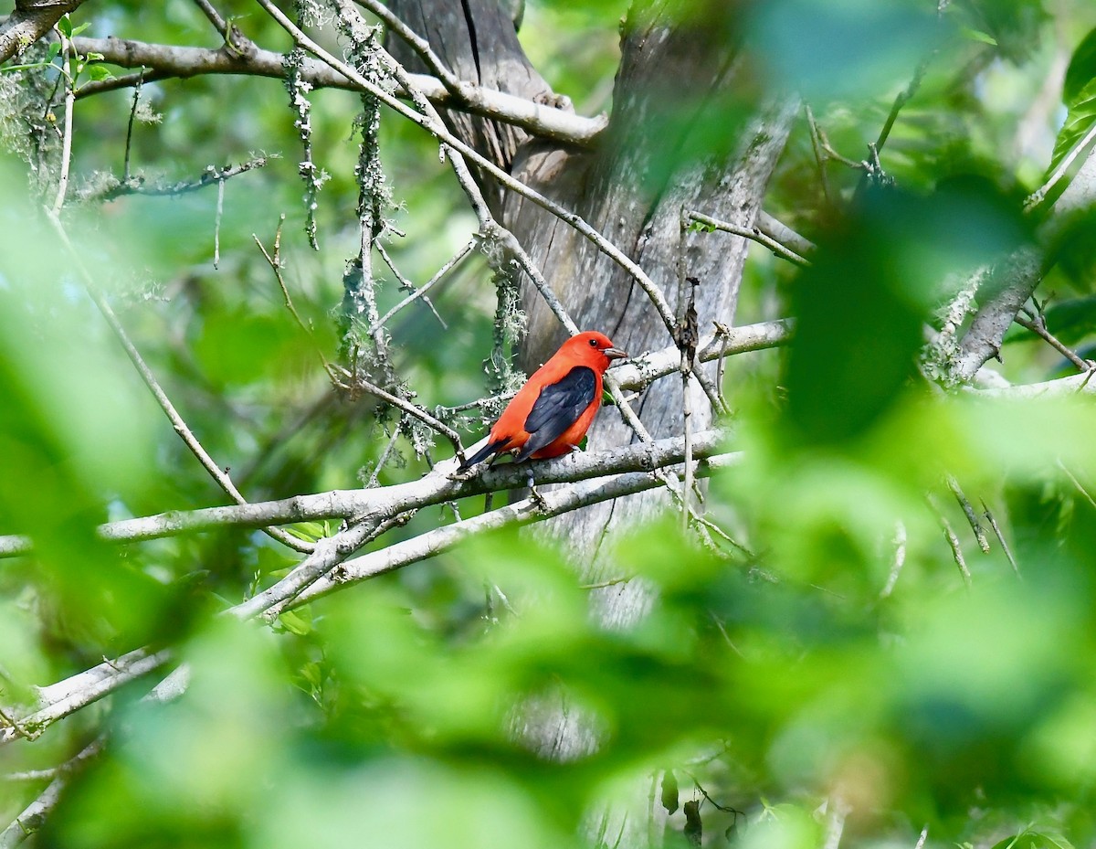 Scarlet Tanager - ML151989701