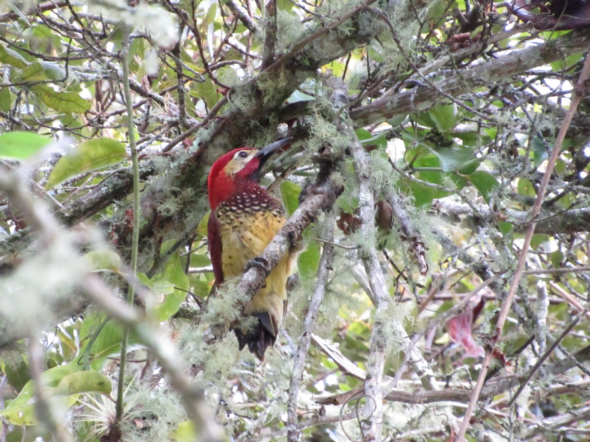Crimson-mantled Woodpecker - ML151989751