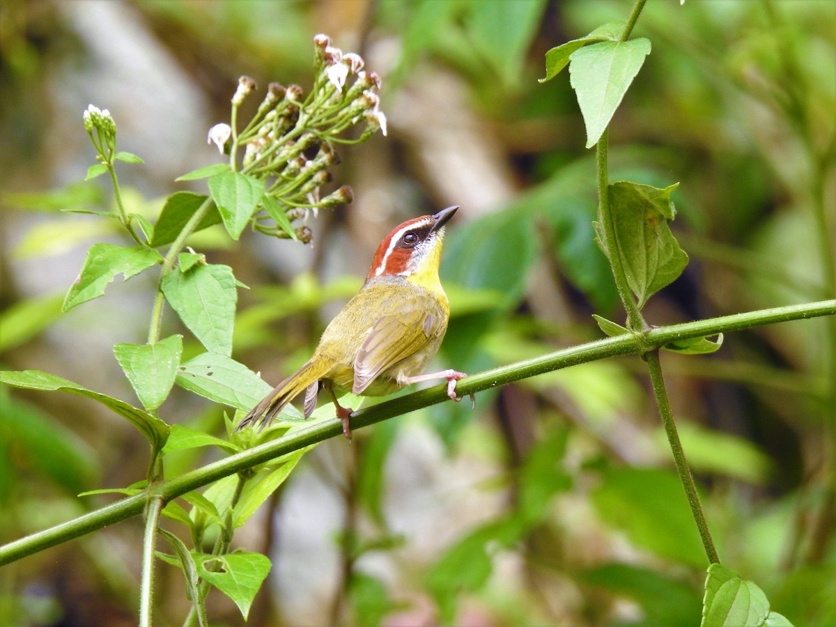 Rufous-capped Warbler - ML151990101