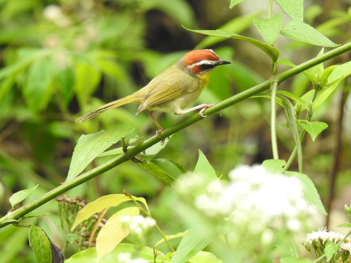 Rufous-capped Warbler - ML151990161