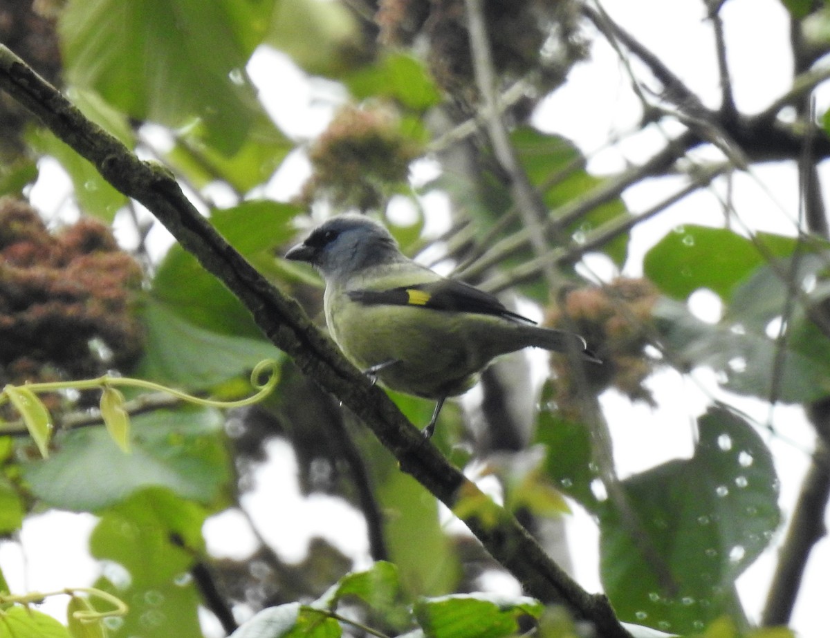 Yellow-winged Tanager - ML151990341