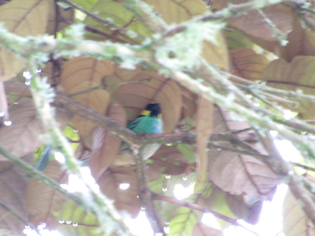 Saffron-crowned Tanager - ML151990361
