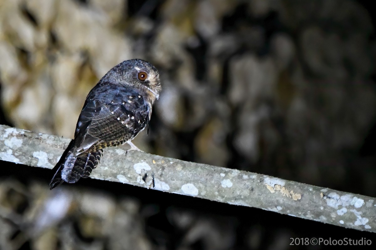 Moluccan Owlet-nightjar - ML151990781