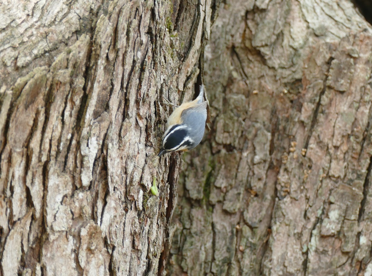 Red-breasted Nuthatch - David Govoni