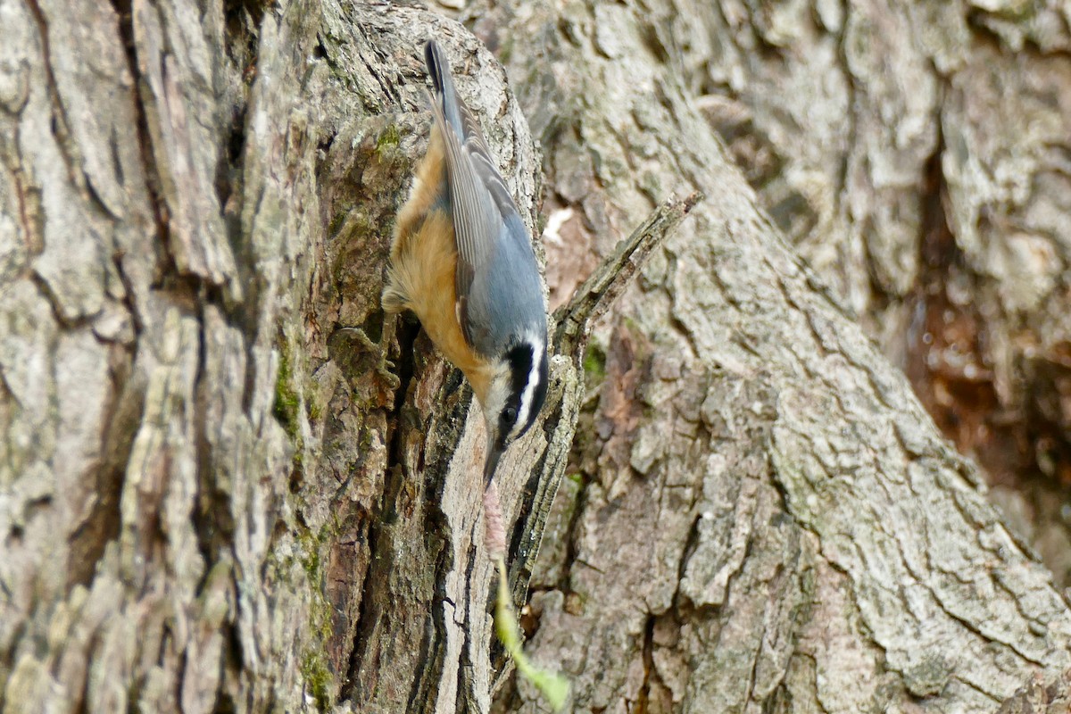 Red-breasted Nuthatch - David Govoni