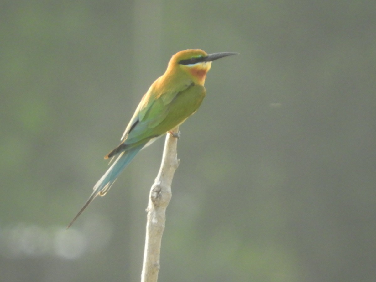 Blue-tailed Bee-eater - Catherine McFadden