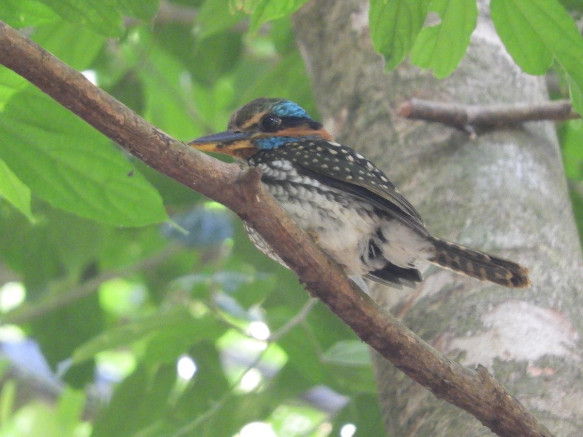 Spotted Kingfisher - ML151992221