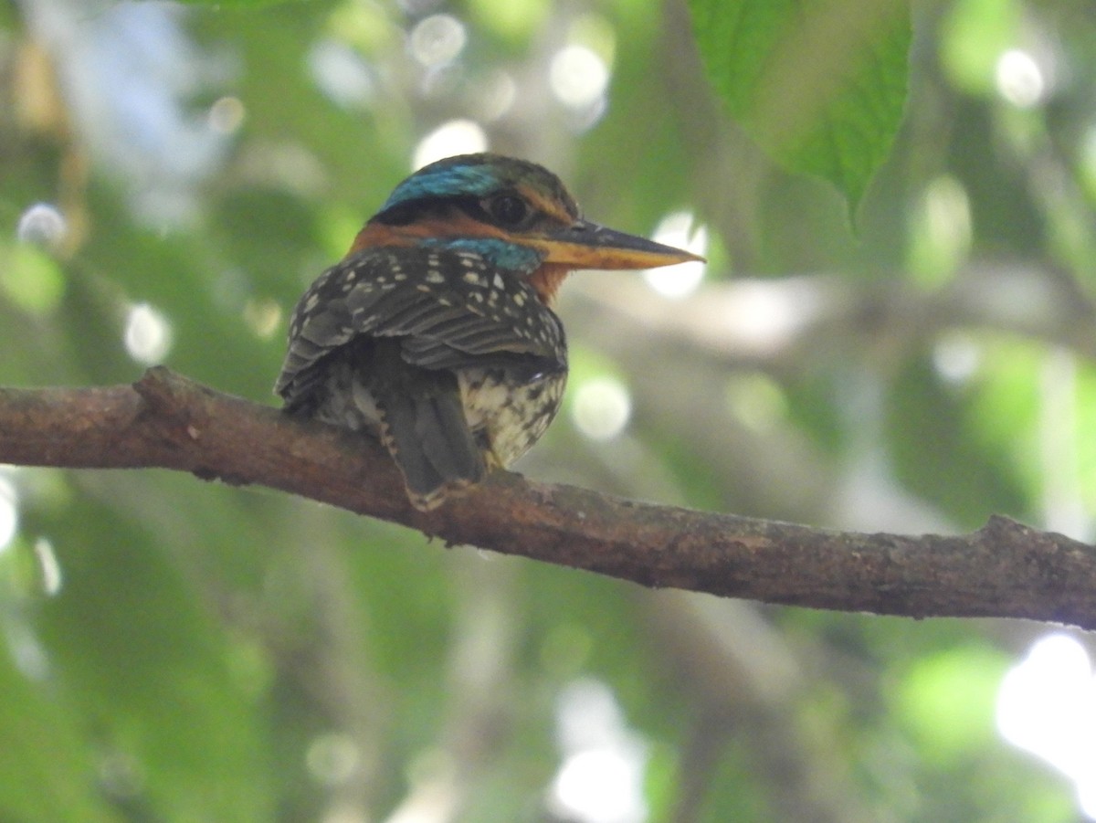 Spotted Kingfisher - ML151992251