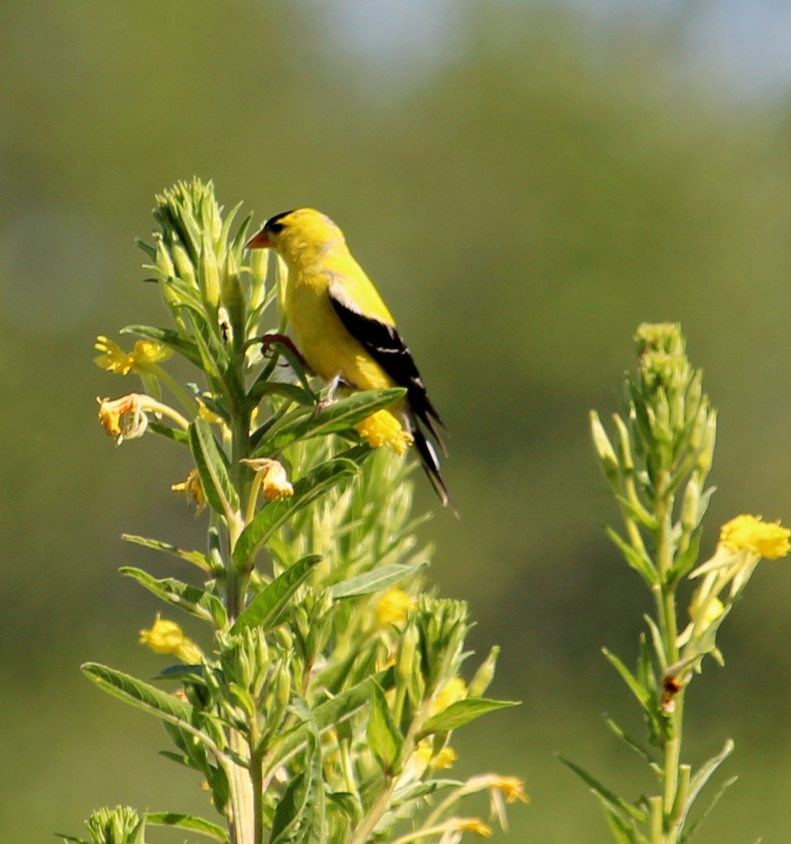 American Goldfinch - Theresa Gessing