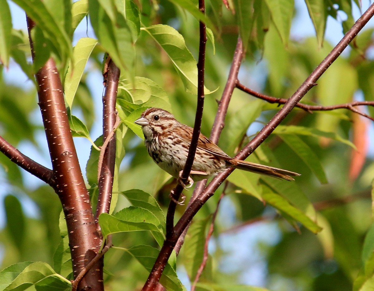 Song Sparrow - Theresa Gessing