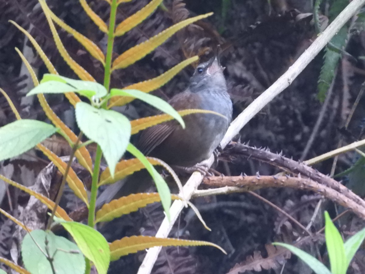 Long-tailed Bush Warbler - Catherine McFadden