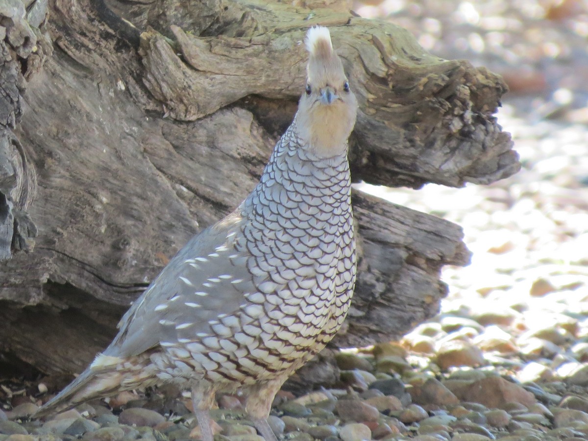 Scaled Quail - Larry Schmahl
