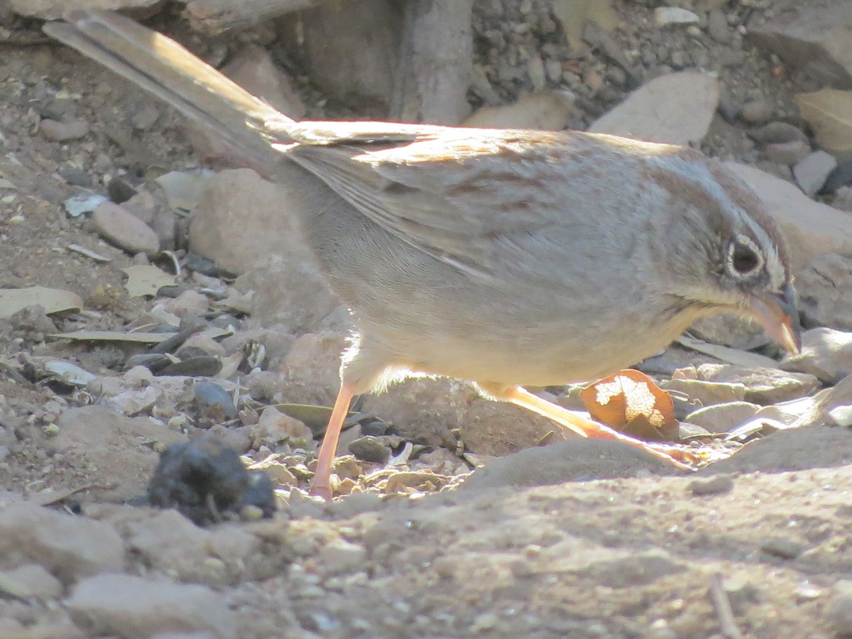 Rufous-crowned Sparrow - ML151995881