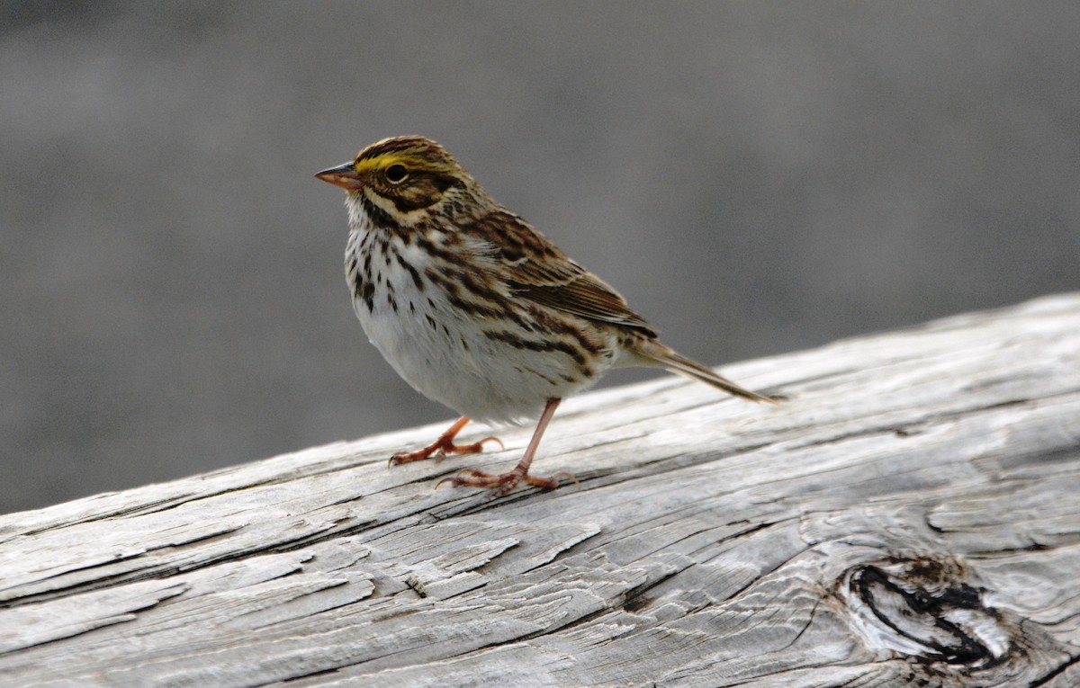 Savannah Sparrow - ML151995901