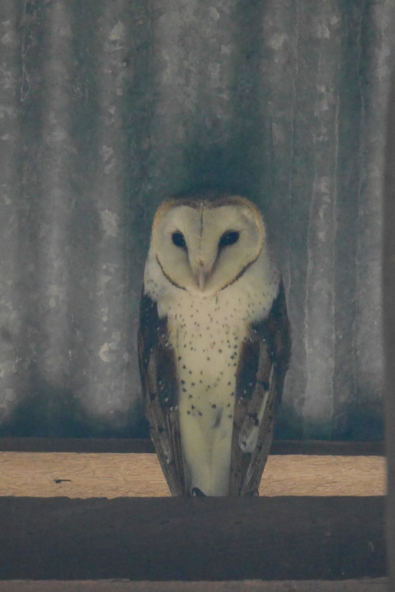 Barn Owl (Eastern) - Jenny Stiles