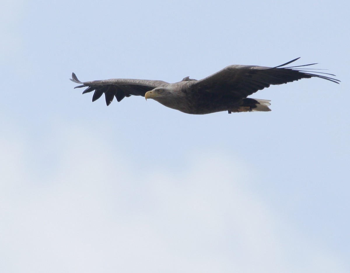 White-tailed Eagle - ML151997271