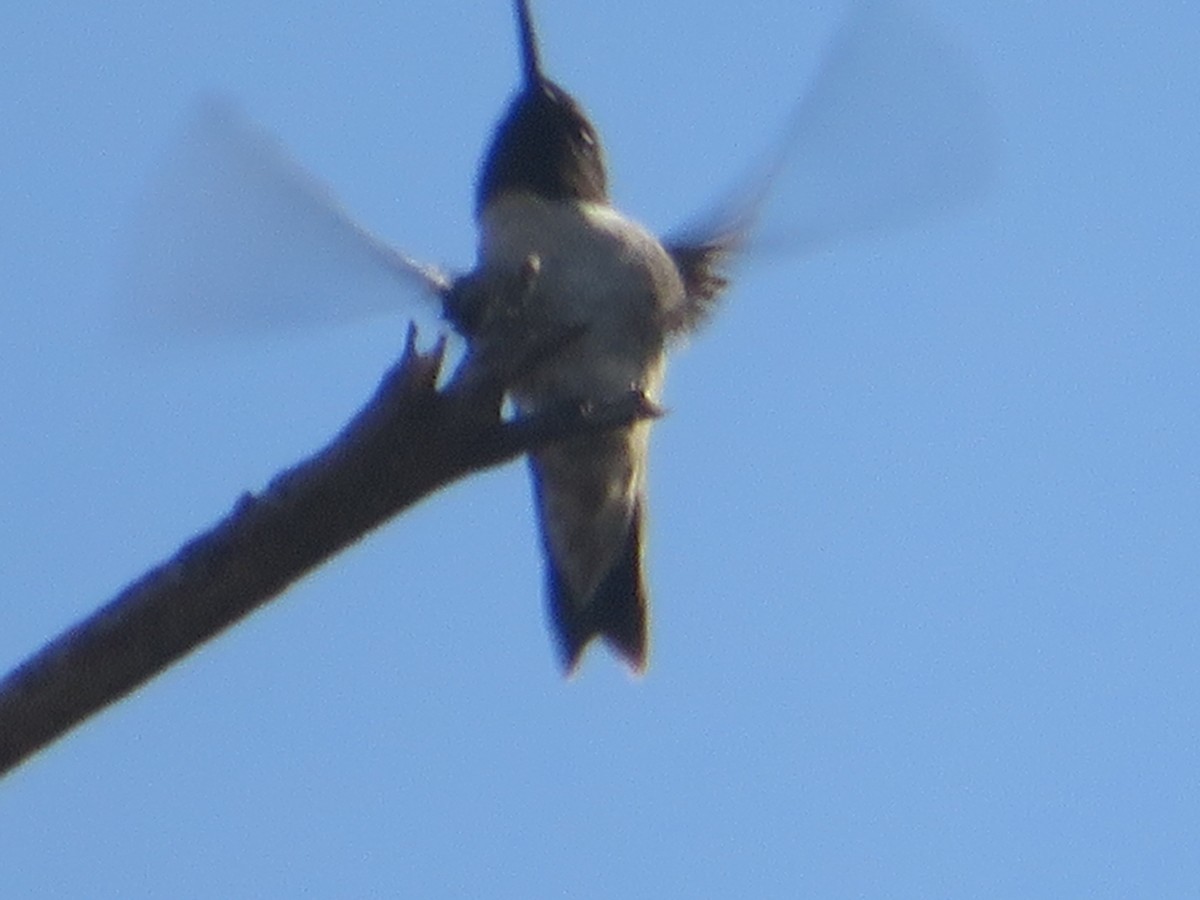Black-chinned Hummingbird - TK Birder