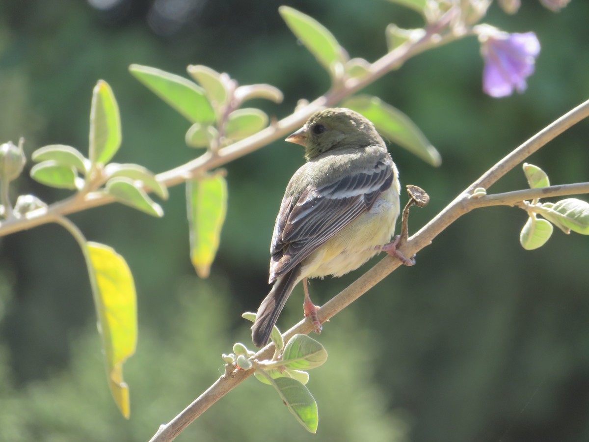 Lesser Goldfinch - TK Birder
