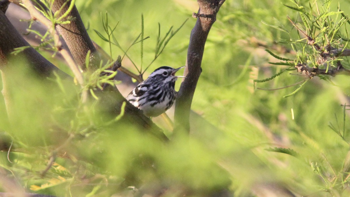 Black-and-white Warbler - ML151999361