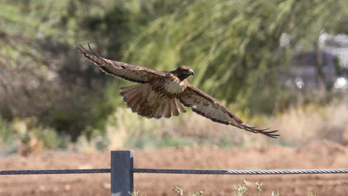 Red-tailed Hawk (calurus/alascensis) - Sean Fitzgerald